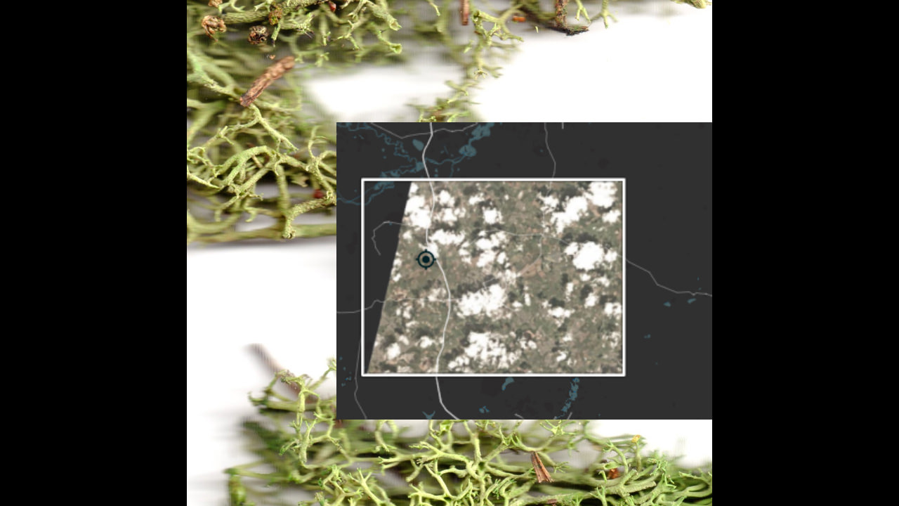 Video still. An image, perhaps a topographical photograph, is set into a black rectangle, and both shown against a close-up photograph of green, twig-like moss.