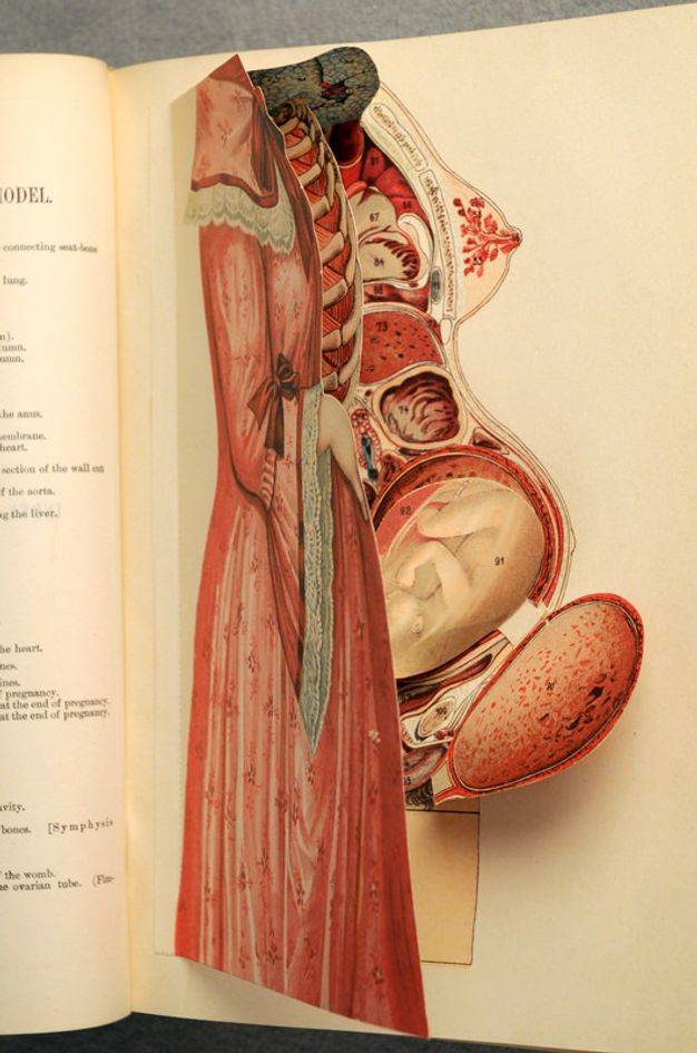 Illustration. Flaps standing up from a page show a clothed woman from the neck down, and then layers of her anatomy while pregnant in this colour lithograph.