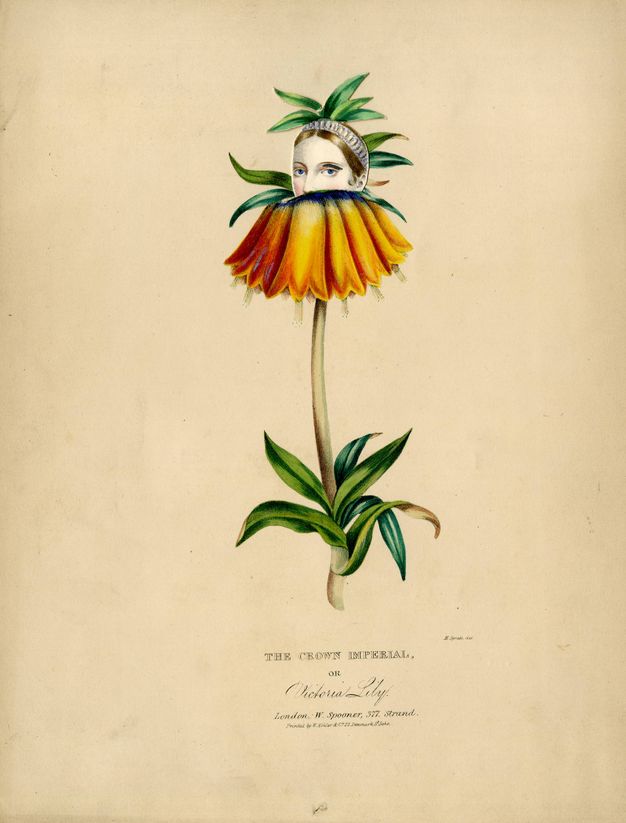 Print. Coloured lithograph of a botanical study. A flower with downwards-facing, bell-shaped orange blossoms is on a stem with leaves clustered at the bottom. A pale-skinned face emerges from the top of the flower. The face is shown from the nose up and wears a crown.