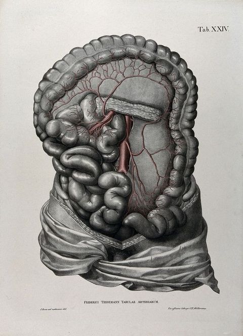 Illustration. The abdomen of a man has been dissected to expose organs and blood vessels. A narrow sliver of upper legs and the top of the groin area, including where the penis meets the body, are visible between drapery and the dissected area.