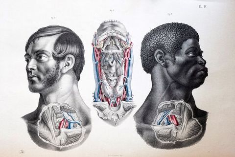Illustration. Roughly round patches of skin covering the lower neck head and upper chest of two men, one white and one Black, are removed to show muscles, organs, and tissues. The exposed organs are mirrored. Between them, a third illustration shows a dissected neck from the collarbone to the lower teeth. Parts of all three are coloured in red or blue.