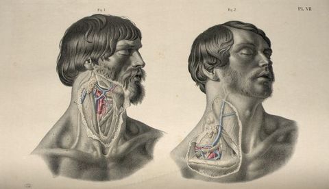 Illustration. Two men are shown from the clavicle up. Both heads face our right in profile or nearly so. Both have closed eyes and parted lips. To our left, the entirety of the side of a bearded man’s neck is dissected. Next to him, the second man has a shorter beard, and the dissected area covers his neck and over the clavicle.