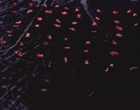 Colour photograph. Flickering red objects, like bits of cloth or dancing candle flames, are arrayed in a loose grid across a background that flickers from muted purple to black, like velvet or rippling water.