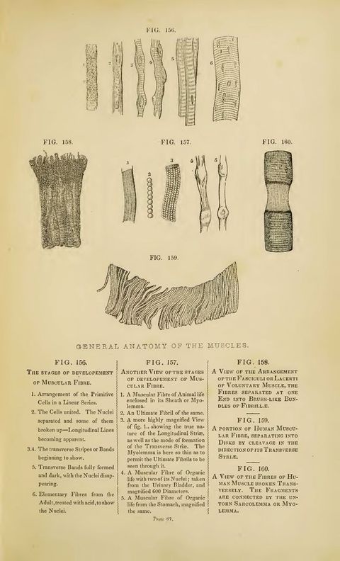 Illustration. Collection of detail views of muscles labelled, “General Anatomy of the Muscles” above a key. Close-up views of muscles are shown individually or in groups. For instance, “Fig. 156” has six details illustrating “The Stages of Development of Muscular Fibre” while “Fig. 158” shows a single specimen identified as “A View of the Arrangement of the Fasciculi or Lacerti of Voluntary Muscle, the Fibres Separated at One End into Brush-Like Bundles of Fibrille”.