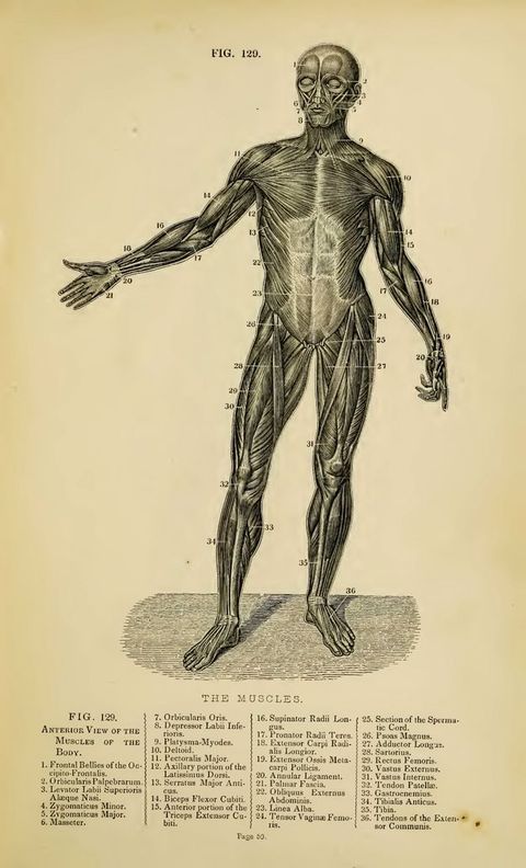 Illustration. A standing person with the skin removed gestures to our left with one outstretched arm and has thirty-six parts numbered. Text below reads, “The Muscles Fig. 129. Anterior View of the Muscles of the Body” over a key identifying the parts.