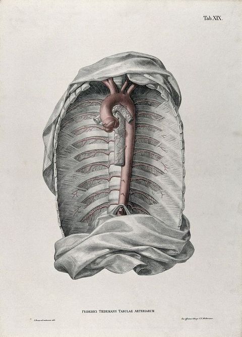 Illustration. An exposed chest cavity with the thoracic aorta coloured in red is isolated against a blank background. A swath of fabric encases the torso at top and bottom.