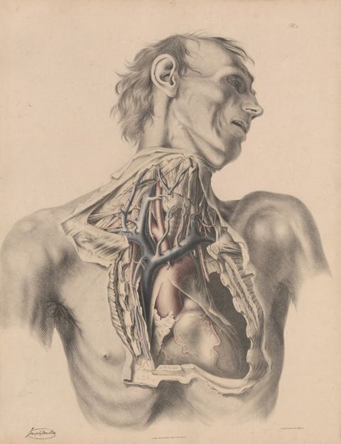 Illustration. The neck and chest of a gaunt man have been dissected and some parts coloured in red or blue. The man’s head turns to our right, his eye sockets in deep shadow and his high cheekbones pronounced. His lips are open.