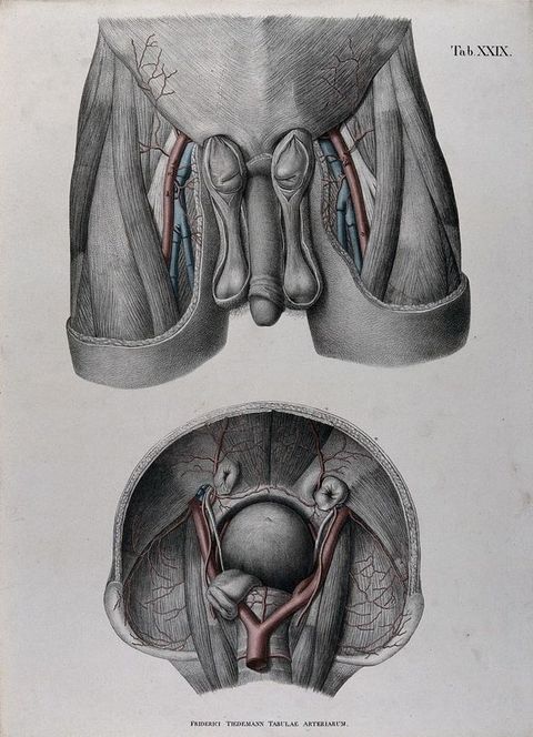Illustration. The first of two illustrations shows dissected upper thighs. The penis is intact but skin removed from the scrotum reveals the structures beneath. The image below shows a cross section of a pelvis, where the aorta divides to go down the legs.