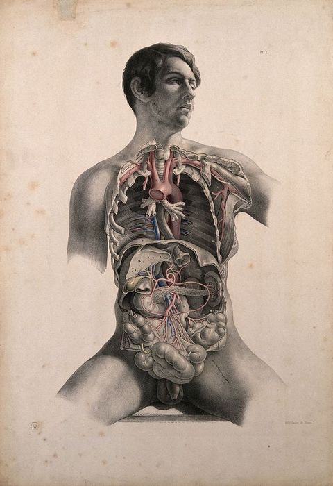 Illustration. A man’s torso, to upper arms and legs, is dissected to expose the lung cavities and viscera of the abdomen. The man appears to be seated or propped up. His clean shaven, smooth-skinned, pale face falls a bit to our right. His eyes are half open, his lips parted.