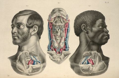 Illustration. Roughly round patches of skin covering the lower neck head and upper chest of two men, one white and one Black, are removed to show muscles, organs, and tissues. The exposed organs are mirrored. Between them, a third illustration shows a dissected neck from the collarbone to the lower teeth. Parts of all three are coloured in red or blue.