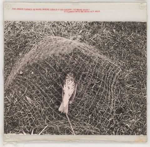 Mixed media. A black and white photograph shows a dead bird lying on its back in a piece of netting on the grass. Red text in all caps printed on muslin above the image reads, “The anger turned in-ward, where could it go except to make pain? It flowered into me with her milk.”