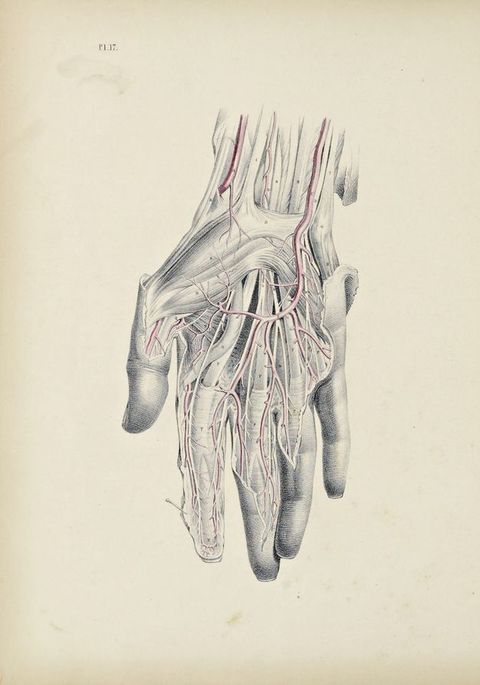 Illustration. A dissected hand and wrist are shown against a blank background. Vessels are painted red, and the skin is shaded in delicate, silvery tones.