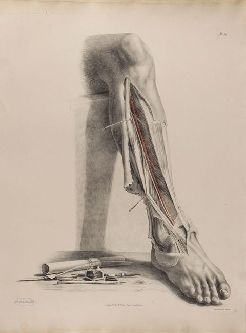 Illustration. A leg is shown from the knee down, as if bending down off a ledge. The skin is flayed from below the knee to the top of the foot, and is held open with pins. A scroll of paper, ink well, styli, and a knife are gathered on a wood surface on which the foot rests.