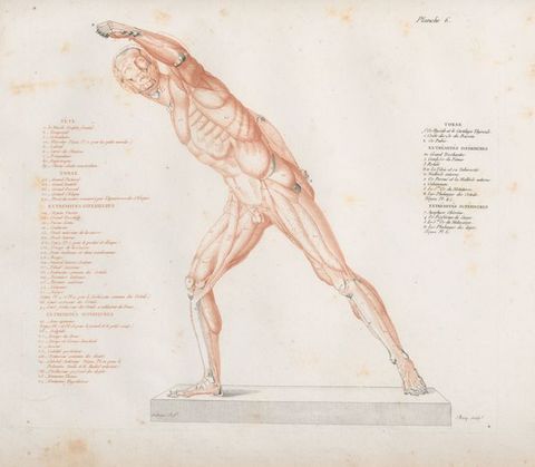 Illustration. A flayed man stands with most of his weight on one foot, the other reaching far behind him. He leans to make a long line from the back toe to an upstretched arm. The skin has been removed to show the muscles and structures beneath. The body and some text are printed in red ink. Numbers, a few body parts, and other text are printed in black.