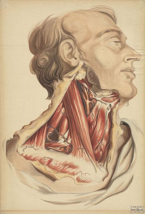 Watercolour. Shown from the shoulders up, a man’s head turns to our right in profile. The area from the earlobe to the clavicle is dissected, the skin folded back. The surface of the skin is a pale peach colour, and the underside is parchment yellow. The muscles are bright red. His eyes are open and his lips parted. Drapery covers his shoulders under the dissected area.