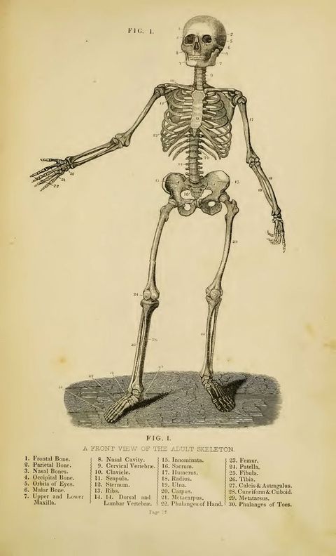 Illustration. A standing skeleton gestures to our left with one outstretched arm and has thirty parts labelled with numbers. Text below reads, “A Front View of the Adult Skeleton” over a key to the thirty bones.
