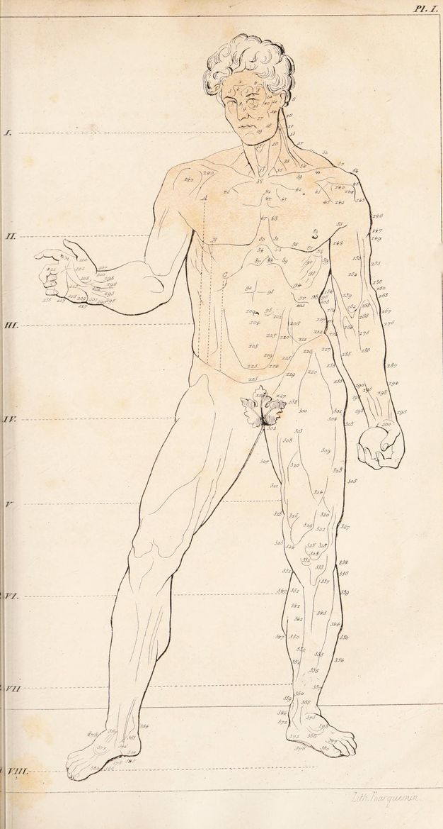 Illustration. A man’s muscular body is delineated with thin black lines. He holds one hand raised, at elbow level, and the other holds a ball by his side. A fig leaf covers his genitals. Body parts are numbered, and different zones are separated by dotted lines, like a height chart.