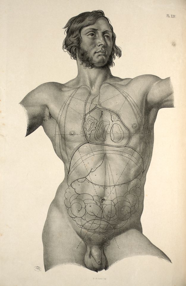 Illustration. The head, torso, and genitals of a muscular man are shaded in detail. He has wavy dark hair and long mutton chops. The location of organs over his chest and abdomen are outlined in thin lines and labelled over his skin.