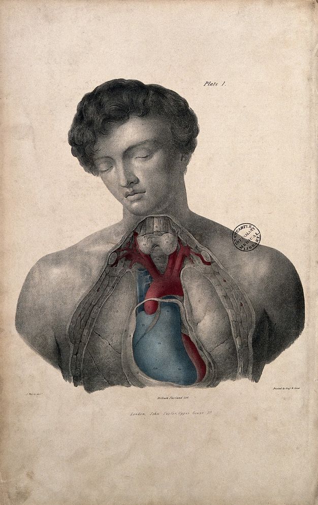 Illustration. The throat and chest of a man have been dissected and some parts coloured blue or red.  The clean shaven man has a cloud of dark curls, delicate features, and his eyes are closed. A label near his head reads “Plate 1”, and more text is below.