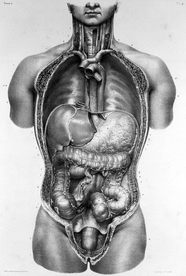 Illustration. The neck, chest, and abdomen have been dissected to show the organs of a pale-skinned man. Body parts are numbered. The body is seen from the nose down and to the upper arms. The legs cut off under the upper thighs.