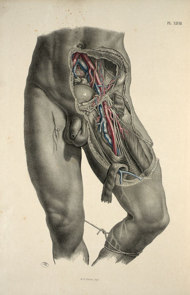 Illustration. Shown from just above the belly button to below the knees, a man’s lower abdomen and upper left thigh, to our right, have been dissected. The knee below the dissected thigh is bent and is tied to the other leg, which is straight. A few of the exposed parts are coloured red or blue. Text at the upper right reads, “PL. XVIII”.