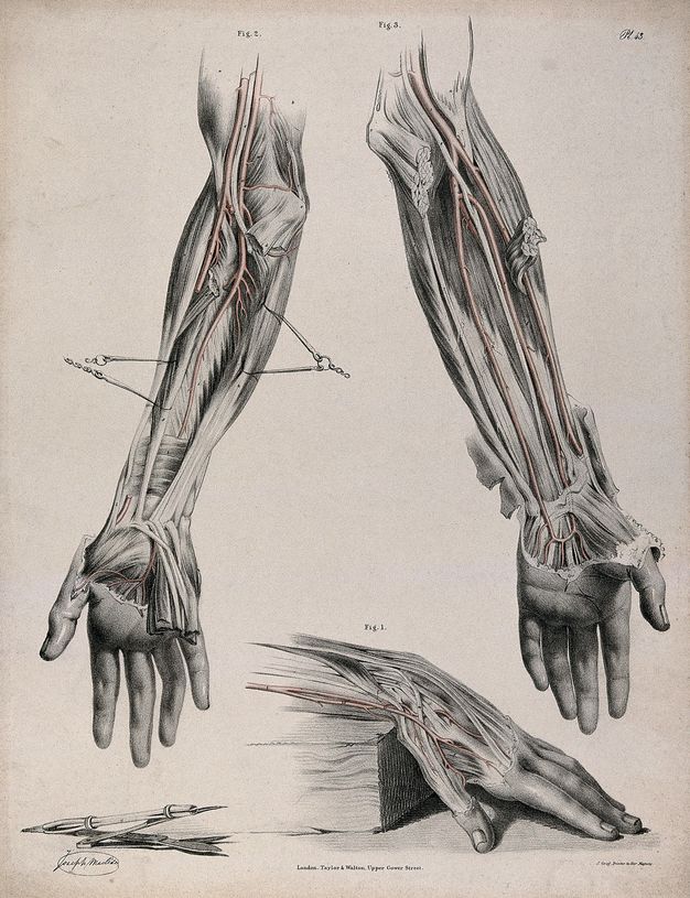 Illustration. Two arms shown from the elbows down and one hand and wrist are flayed to expose the circulatory system, which are coloured in red. The two arms hang from the top of the sheet. The third hand falls off the end of a wooden block. A sharpened crayon in a metal holder and a scalpel sit to the lower left.