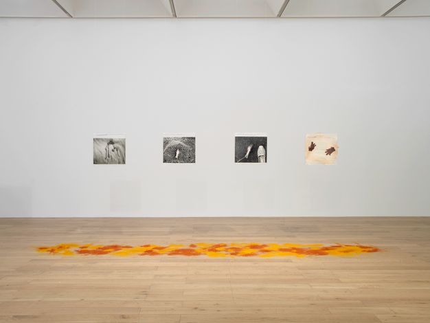 Installation photograph. On the far side of the room from us, four photographs are hung on a gallery wall. Three appear to be black and white and one to our right might have roughly hand-shaped forms in brown or dark red against a cream-coloured background. Orange turmeric and red chili powder are scattered across the wood floor.