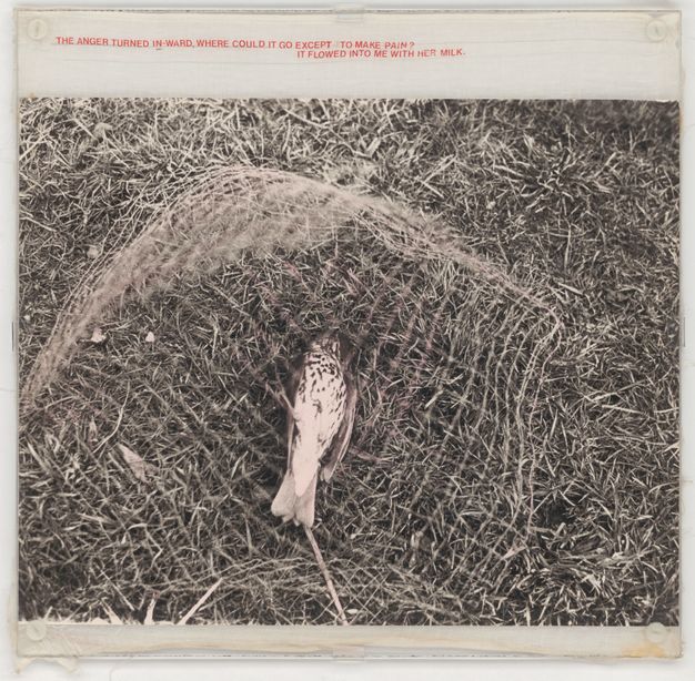 Mixed media. A black and white photograph shows a dead bird lying on its back in a piece of netting on the grass. Red text in all caps printed on muslin above the image reads, “The anger turned in-ward, where could it go except to make pain? It flowered into me with her milk.”