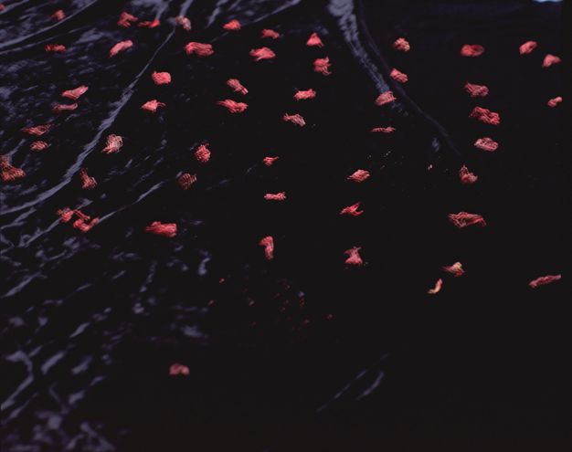 Colour photograph. Flickering red objects, like bits of cloth or dancing candle flames, are arrayed in a loose grid across a background that flickers from muted purple to black, like velvet or rippling water.