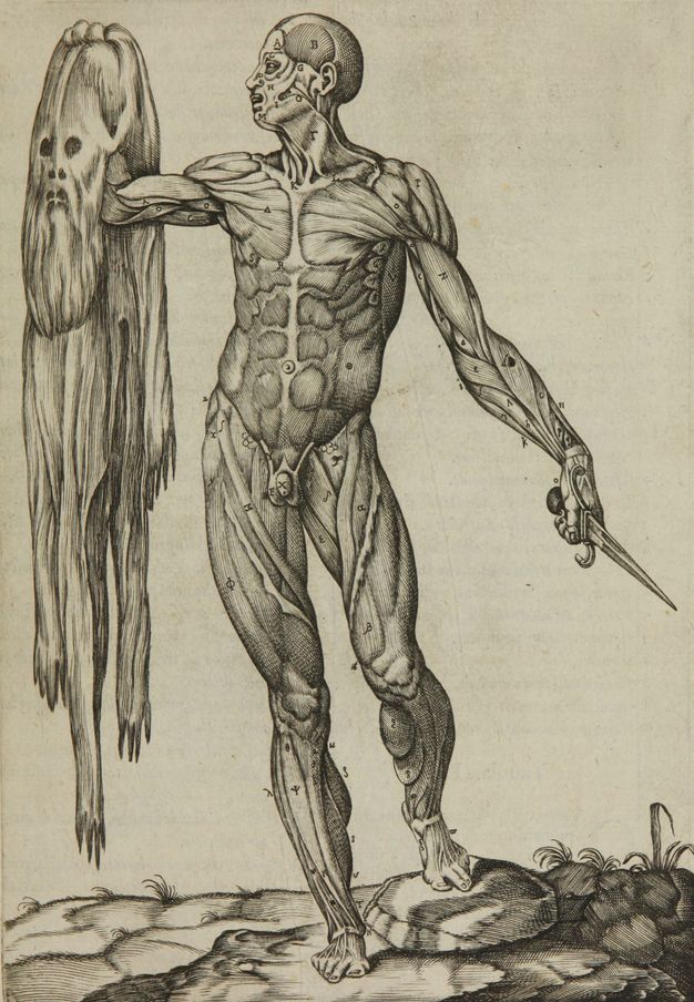 Illustration. A man stands holding a dagger in one hand and his flayed skin in the other. The man’s muscles and skull are visible and numbered. He stands with most of his weight on one foot, the other toe perched on a rock on a dirt ground.