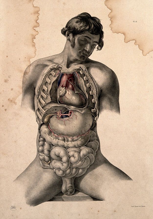 Illustration. A pale-skinned man’s torso has been dissected to show the organs from just below the collarbone to intestines. The man sits, legs spread wide so his genitals rest on the ledge supporting him. His head falls to our right, eyes closed. The arms fade away below the shoulder and the legs fade mid-thigh.