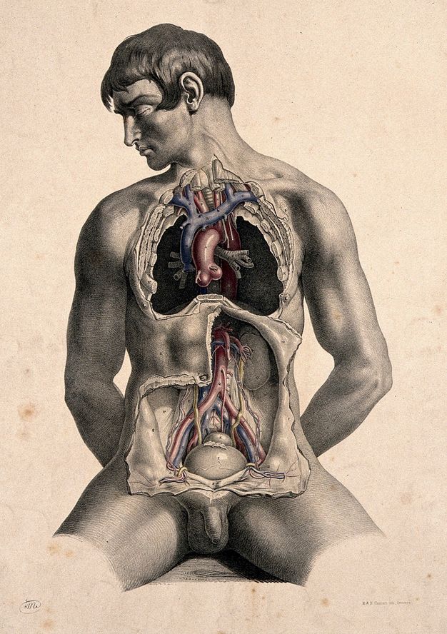 Illustration. Skin and bones have been removed to expose a man’s chest cavity, and a second area has been dissected below over the abdomen. Flaps of skin hang open around the latter. The man sits or is propped on a ledge, legs spread, and his hands tucked behind his buttocks. His head falls to our left in profile, eyes closed.