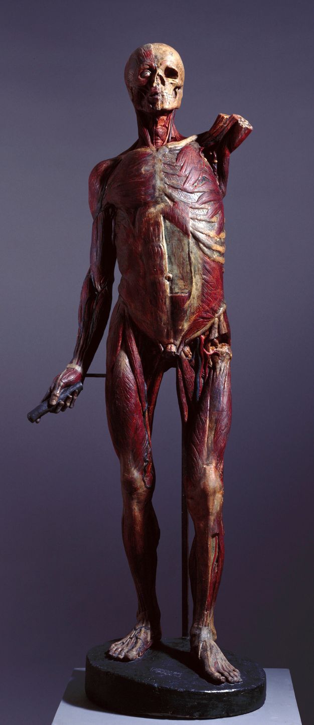 Sculpture. This freestanding statue is of a man with all the skin removed. One arm is down by his side and the other, raised arm is now missing below the upper arm. Muscles and sinews are painted in red, brown, and possibly other colours.