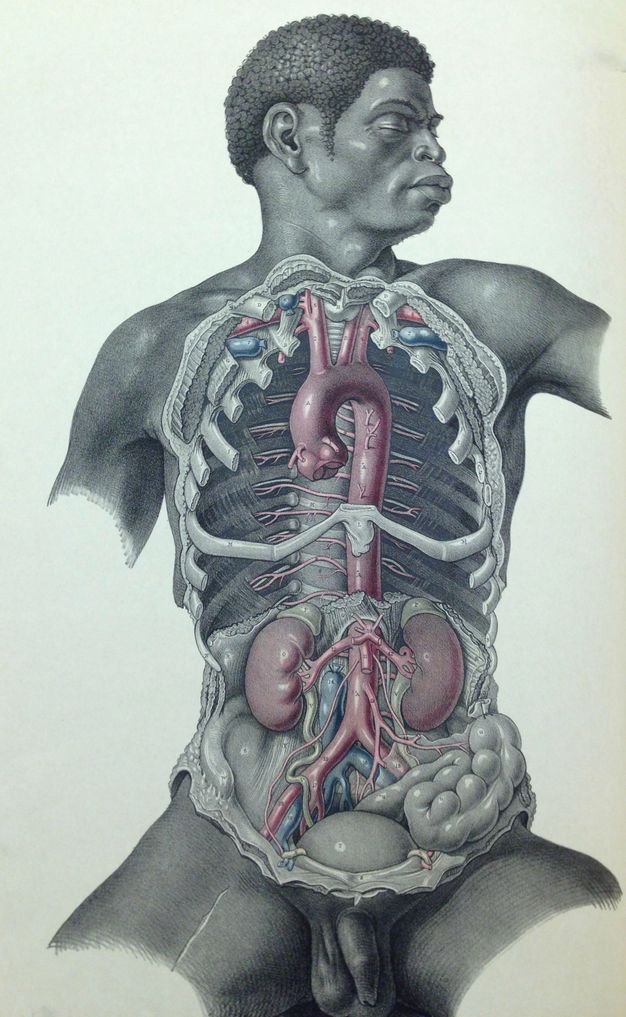 Illustration. The chest cavity and abdomen of a nude Black man are exposed. Some of the parts are painted red, blue, or yellow. His head turns to our right, eyes closed. His body is shown to the upper arms and upper thighs.