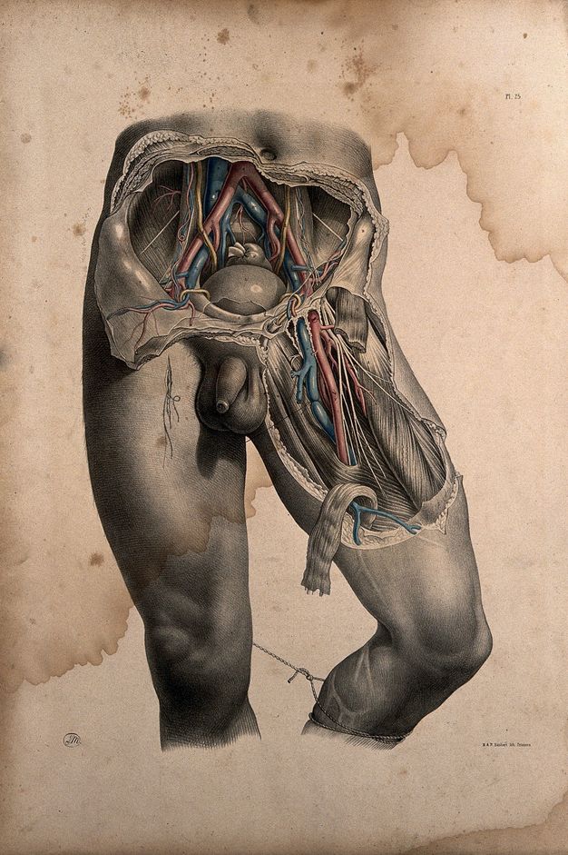 Illustration. Shown from just above the belly button to below the knees, a man’s lower abdomen and upper left thigh, to our right, have been dissected. The knee of the dissected thigh is bent and is tied to the other leg, which is straight. A few of the exposed vessels are coloured red or blue.