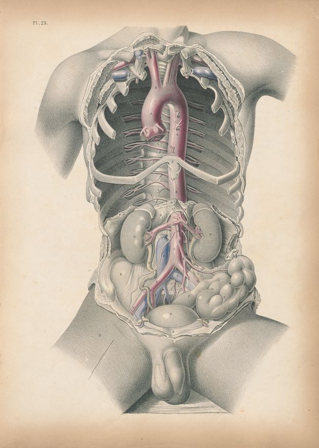 Illustration. The chest cavity and abdomen of a nude man are exposed. Some of the parts are painted red, blue, or yellow. His body is shown from the lower neck down, and to the upper arms and upper thighs.