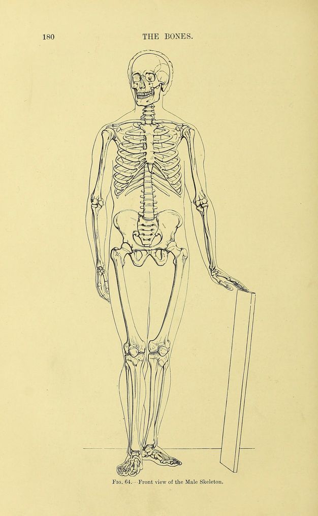 Illustration. A skeleton stands facing us, head turned to our left as the fingertips of the left hand, to our right, rest along the top ed of a canvas propped on the floor. The flesh of the body has been outlined. Text above reads, “The Bones” in all caps. Below, text reads, “Fig. 64. Front view of the Male Skeleton”.