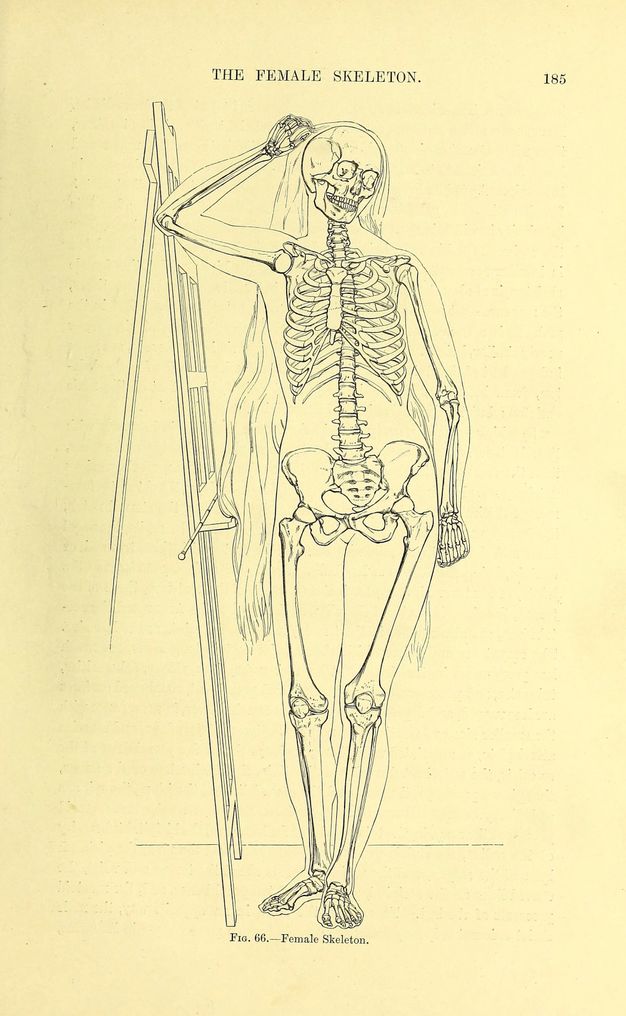 Illustration. A skeleton stands facing us, head turned to our right. The right arm, to our left, is raised and the elbow rests against a floor easel. The flesh of the body has been outlined, as has hair that falls to mid-thigh. Text above reads, “The Female Skeleton” in all caps. Text below reads, Fig. 66.—Female Skeleton”.