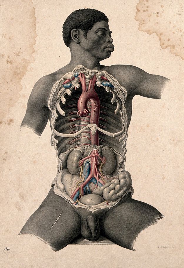 Illustration. The chest cavity and abdomen of a nude Black man are exposed. Some of the parts are painted red, blue, or yellow. His head turns to our right, eyes closed. His body is shown to the upper arms and upper thighs.