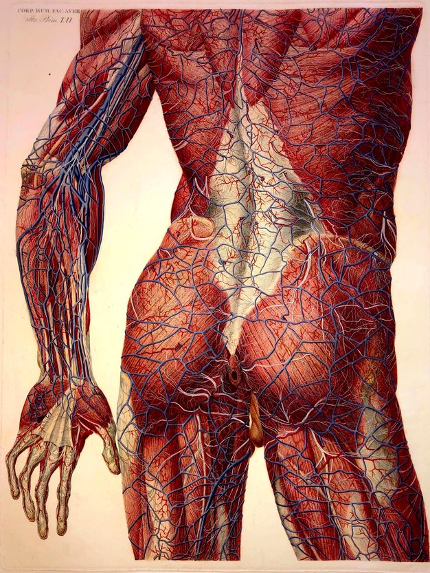 Illustration. In mostly vivid red, the back of a man’s body, from just below the shoulder blades to above the knees, has been stripped of skin so vessels, muscles, and other tissue are exposed. Blue and red blood vessels create a net across the surface. The anus is shown as a small hole surrounded by red tissue.