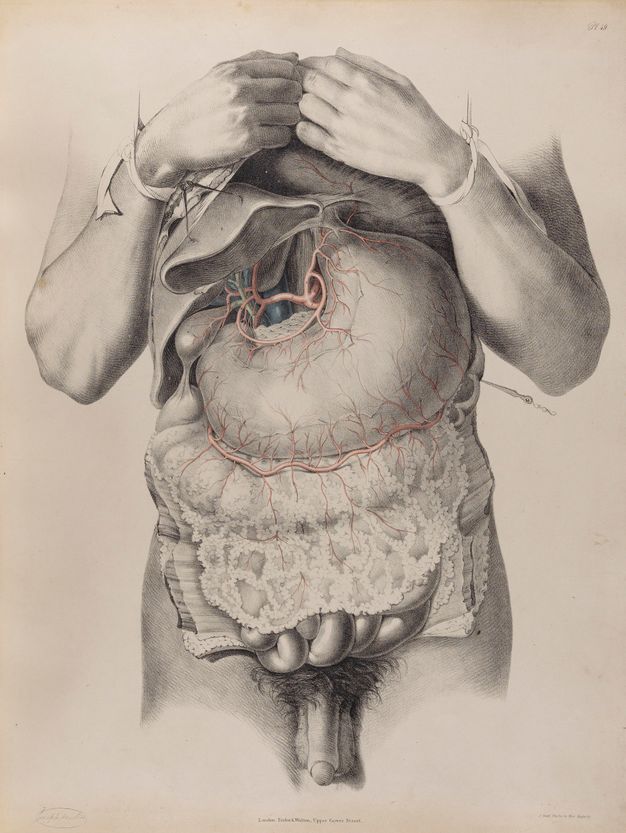 Illustration. A man’s torso from nipples to intestines has been cut open. The wrists are tied up so the hands rest on the upper chest. The penis and testicles are tucked between the upper legs below.