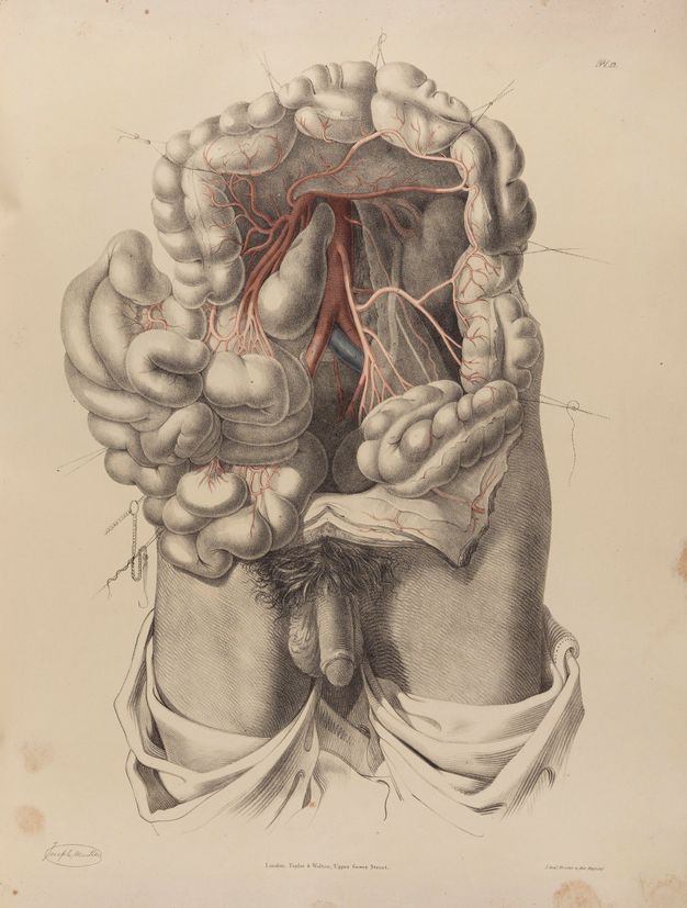 Illustration. A man’s torso has been dissected and the intestines moved for an unobstructed view into the abdominal cavity. The penis, pubic hair, testicles, and upper legs are shaded in detail. More loosely drawn drapery covers the legs below.