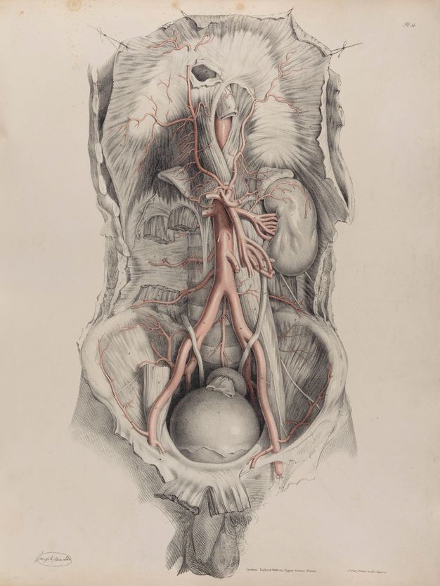 Illustration. A man’s torso down to the bladder has been dissected. Arteries are coloured with red. The penis and testicles hang alone below, beyond the space of the dissected area.