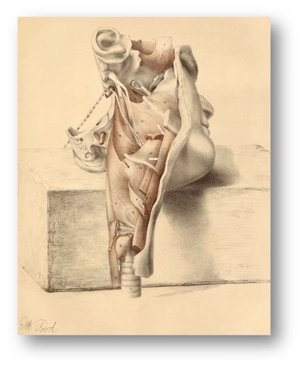 Illustration. A disembodied head has been laid cheek-down on a block. The organs and tissue between the cheek and ear have been exposed down to a columnar trachea, which dangles over the tabletop.