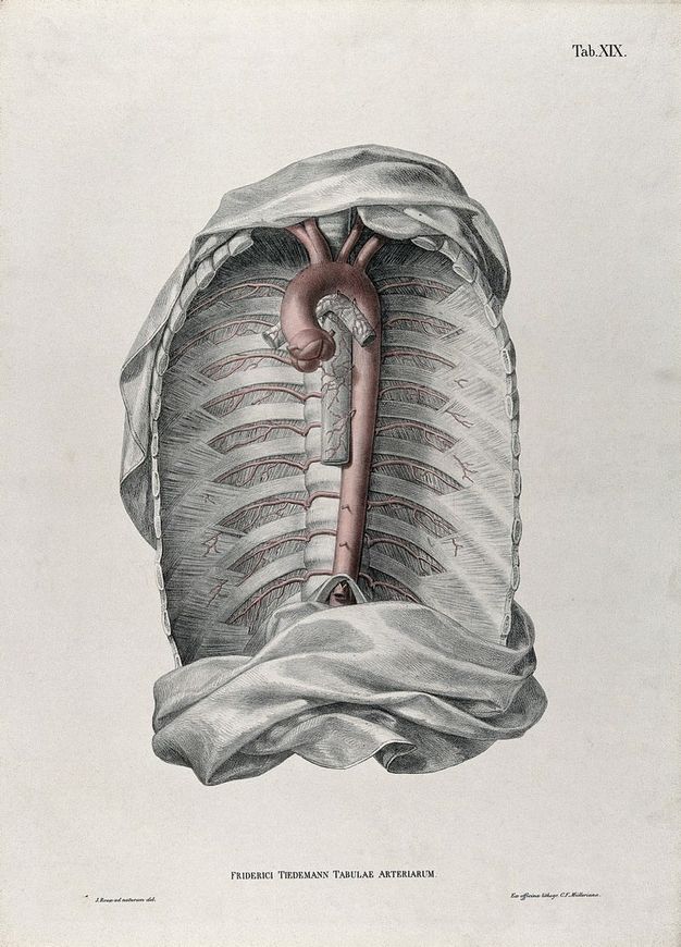 Illustration. An exposed chest cavity with the thoracic aorta coloured in red is isolated against a blank background. A swath of fabric encases the torso at top and bottom.