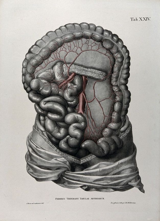 Illustration. The abdomen of a man has been dissected to expose organs and blood vessels. A narrow sliver of upper legs and the top of the groin area, including where the penis meets the body, are visible between drapery and the dissected area.