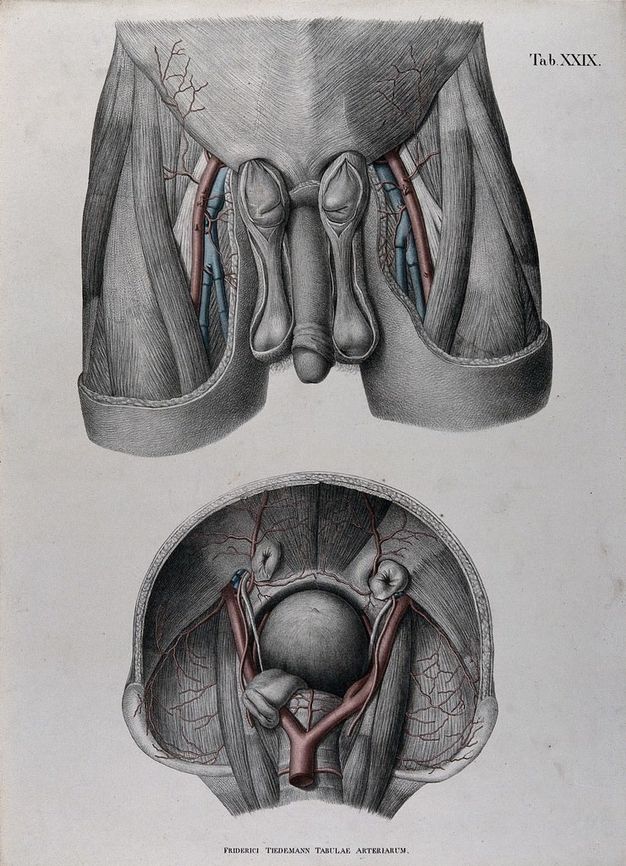 Illustration. The first of two illustrations shows dissected upper thighs. The penis is intact but skin removed from the scrotum reveals the structures beneath. The image below shows a cross section of a pelvis, where the aorta divides to go down the legs.