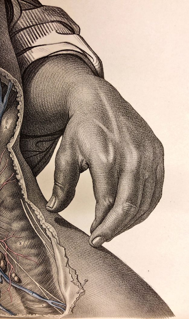 Illustration. Detail view of a middle finger brushing the skin near a dissected area of upper thigh. The index finger is tucked behind the middle, and the other fingers curve together in a C. The thumb nearly reaches the skin.