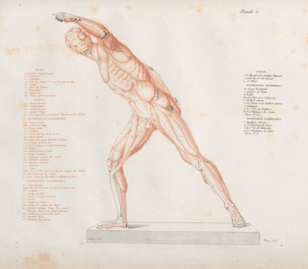 Illustration. A flayed man stands with most of his weight on one foot, the other reaching far behind him. He leans to make a long line from the back toe to an upstretched arm. The skin has been removed to show the muscles and structures beneath. The body and some text are printed in red ink. Numbers, a few body parts, and other text are printed in black.