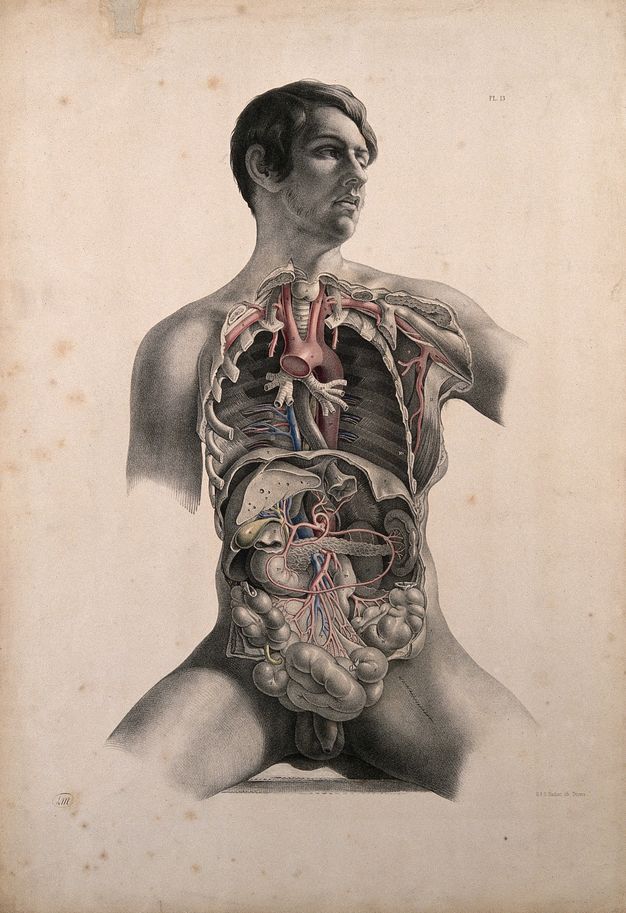 Illustration. A man’s torso, to upper arms and legs, is dissected to expose the lung cavities and viscera of the abdomen. The man appears to be seated or propped up. His clean shaven, smooth-skinned, pale face falls a bit to our right. His eyes are half open, his lips parted.